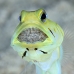 jawfish_yellowhead_oc_jar_v_0118_cub0624_crop.jpg